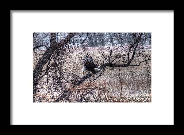 Eagle Framed Print featuring the photograph Eagle Landing 1 by M Dale