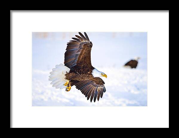 Bald Eagle Framed Print featuring the photograph Eagle Landing by Greg Norrell