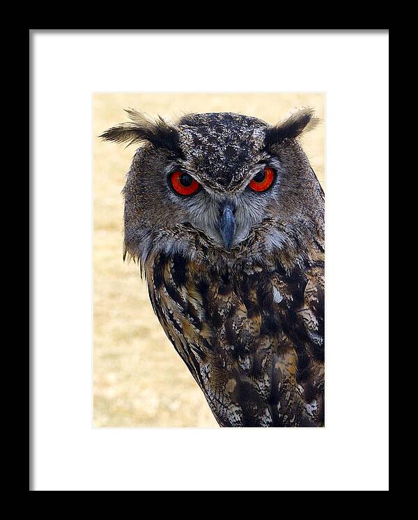 Flaco Framed Print featuring the photograph Eagle Owl by Anthony Sacco