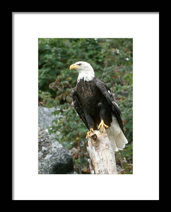 Eagle Framed Print featuring the photograph Eagle Perched Atop Stump by Larry Allan