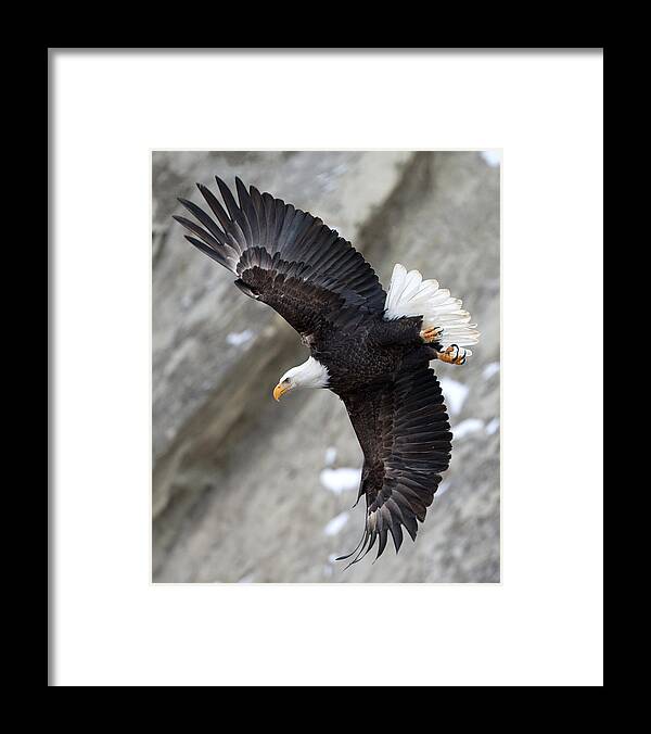 Bald Eagle Framed Print featuring the photograph Eagle Takeoff Illustration by Max Waugh