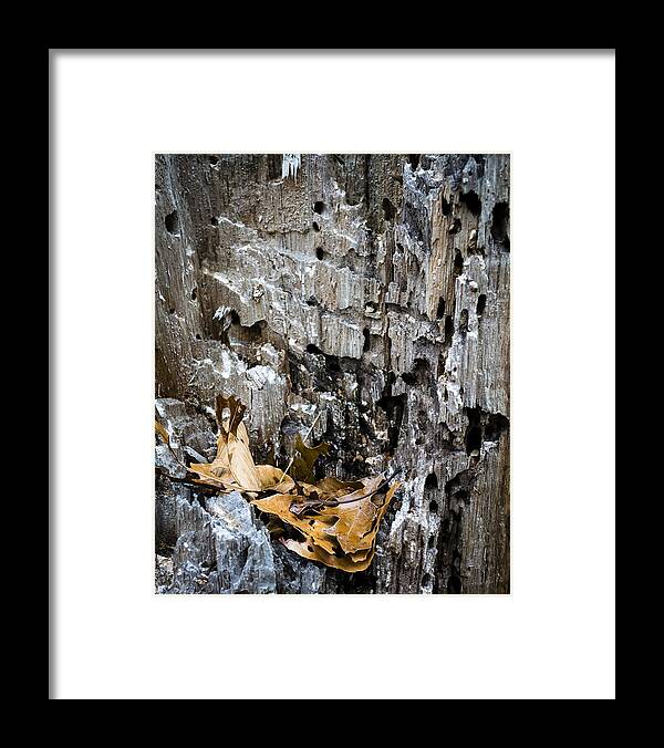 Tree Framed Print featuring the photograph Eagles's Nest 2 by Frank Winters