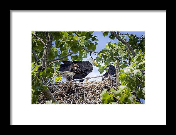 Adult Framed Print featuring the photograph Eaglet Discipline by Jack R Perry