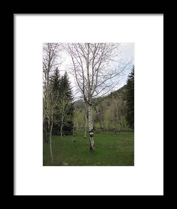 Aspen Tree Framed Print featuring the photograph Early Blooms of the Aspen by Shawn Hughes