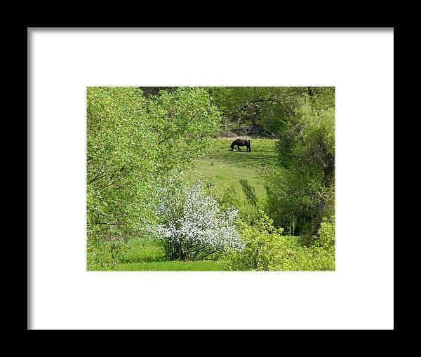 Spring Framed Print featuring the photograph Early Grazing by Wild Thing