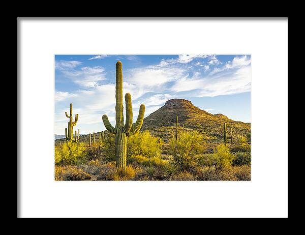 Saguaro Cactus Framed Print featuring the photograph Early morning light in the Arizona desert by Thomas Roche