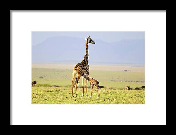 Masai Mara Framed Print featuring the photograph Early Morning Milk by Zw Young