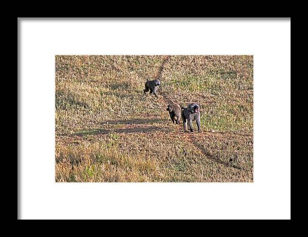Baboon Family In Early Morning Seen From A Balloon Flying Over The Serengeti Framed Print featuring the photograph Early morning stroll by Tony Murtagh