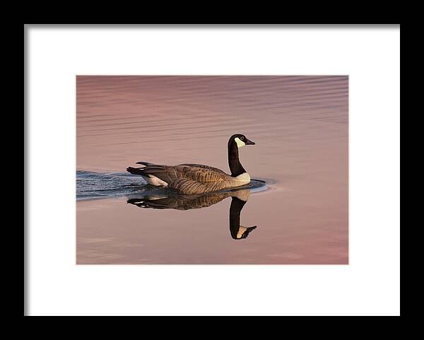 Canadian Goose Framed Print featuring the photograph Early Morning Swim by Jon Ares
