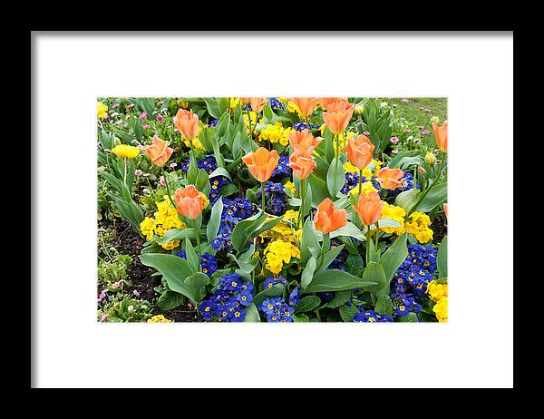 Primrose Framed Print featuring the photograph Early Spring by Geraldine Alexander