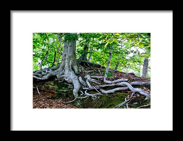 New Jersey Framed Print featuring the photograph Earth Tree and Roots by Louis Dallara