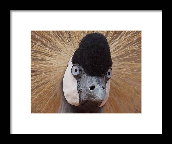 African Crowned Cranes Framed Print featuring the photograph East African Crowned Crane 6 by Ernest Echols