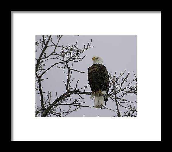 American Adult Bald Eagle Framed Print featuring the photograph East Side Eagle 3 by Thomas Young