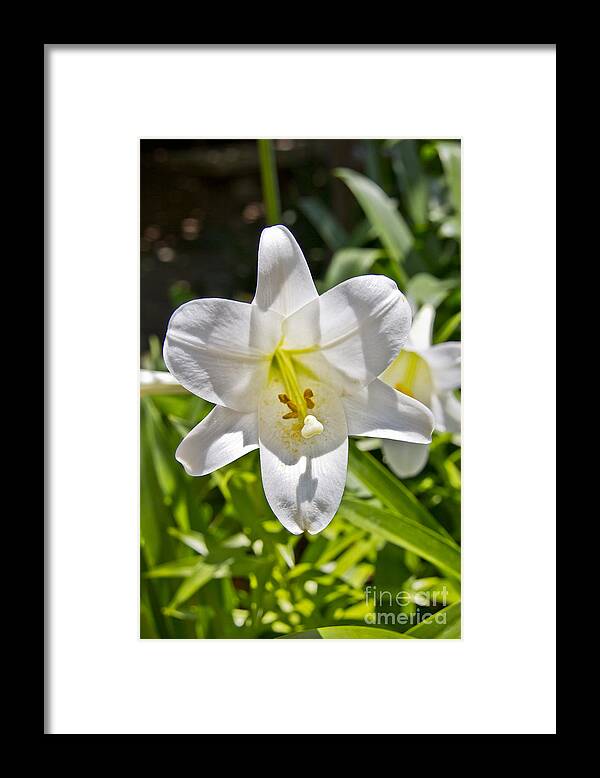Easter Lilly Framed Print featuring the photograph Easter Lilly 1 by David Doucot