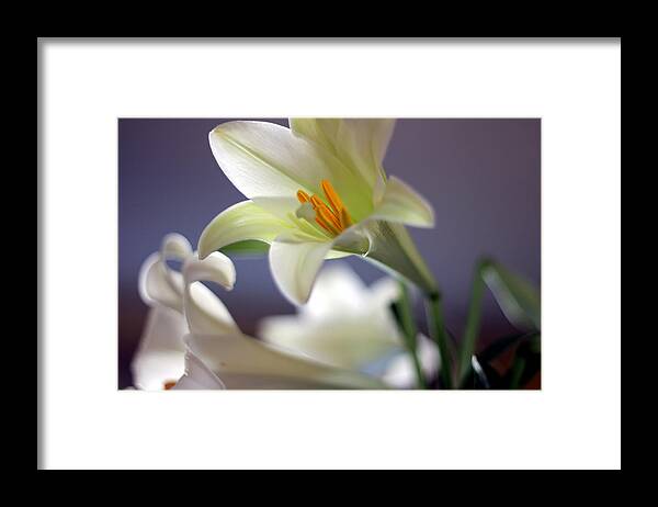 Easter Framed Print featuring the photograph Easter Lilly by Randy Wehner