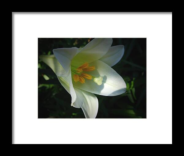 Easter Lily Framed Print featuring the photograph Easter Lily II by Stacy Michelle Smith
