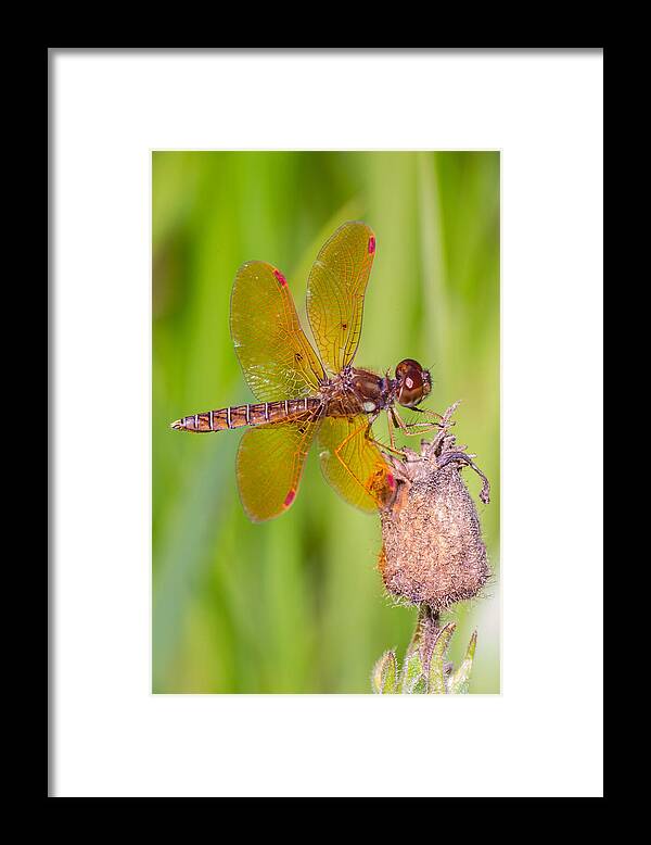 Eastern Amberwing Framed Print featuring the photograph Eastern Amberwing by Jim Zablotny