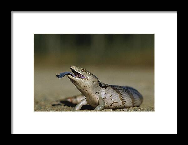 Feb0514 Framed Print featuring the photograph Eastern Blue-tongue Skink Australia by Gerry Ellis