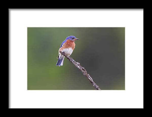 Canada Framed Print featuring the photograph Eastern Bluebird by Gary Hall