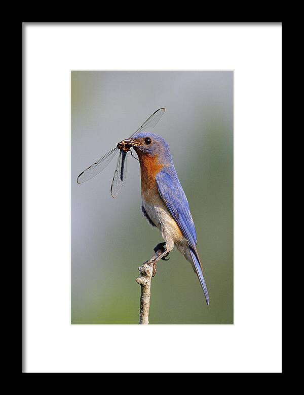 Eastern Bluebird Framed Print featuring the photograph Eastern Bluebird With Dragonfly by Millard H. Sharp