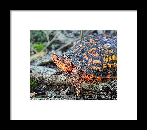 Eastern Framed Print featuring the photograph Eastern Box Turtle by Sharon Woerner