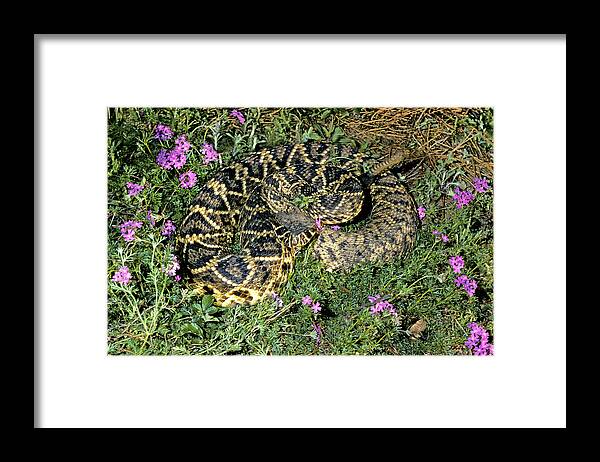 Eastern Diamondback Rattlesnake Framed Print featuring the photograph Eastern Diamondback Rattlesnake by James H. Robinson