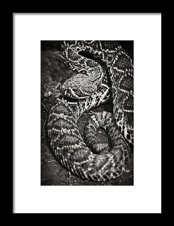 Eastern Framed Print featuring the photograph Eastern Diamondback Rattlesnake by Patrick Lynch