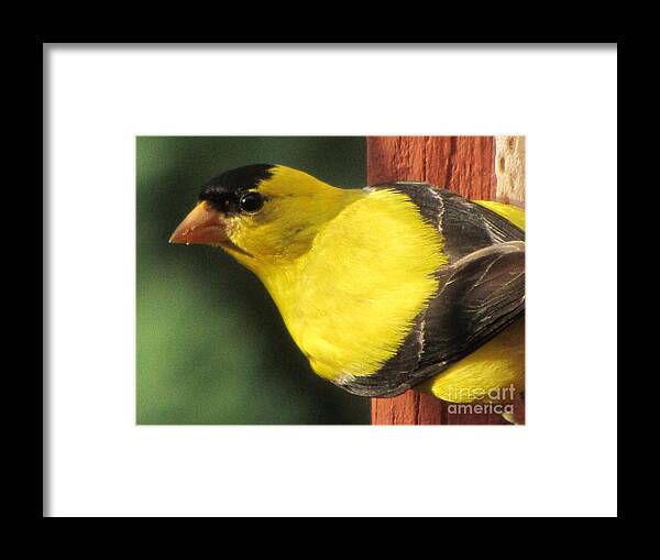 Goldfinch Framed Print featuring the photograph Eastern Goldfinch by Susan Carella