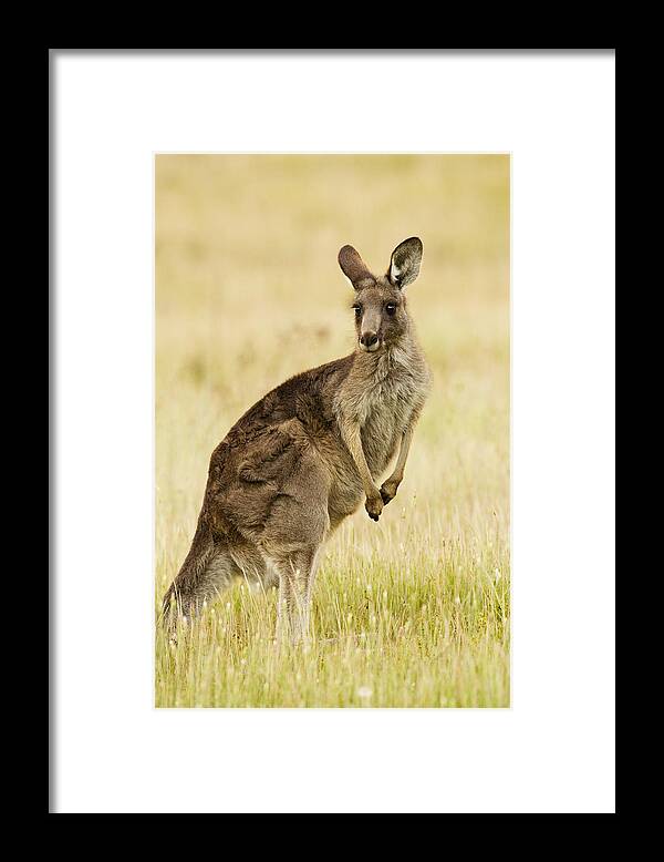 Sebastian Kennerknecht Framed Print featuring the photograph Eastern Grey Kangaroo Mount Taylor by Sebastian Kennerknecht