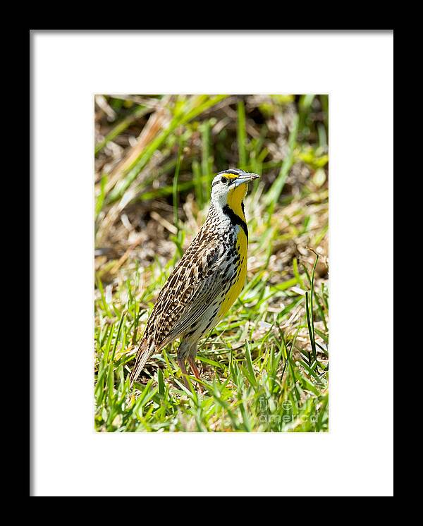 Eastern Meadowlark Framed Print featuring the photograph Eastern Meadowlark by Anthony Mercieca