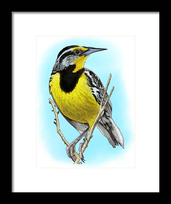 Eastern Meadowlark Framed Print featuring the photograph Eastern Meadowlark by Roger Hall