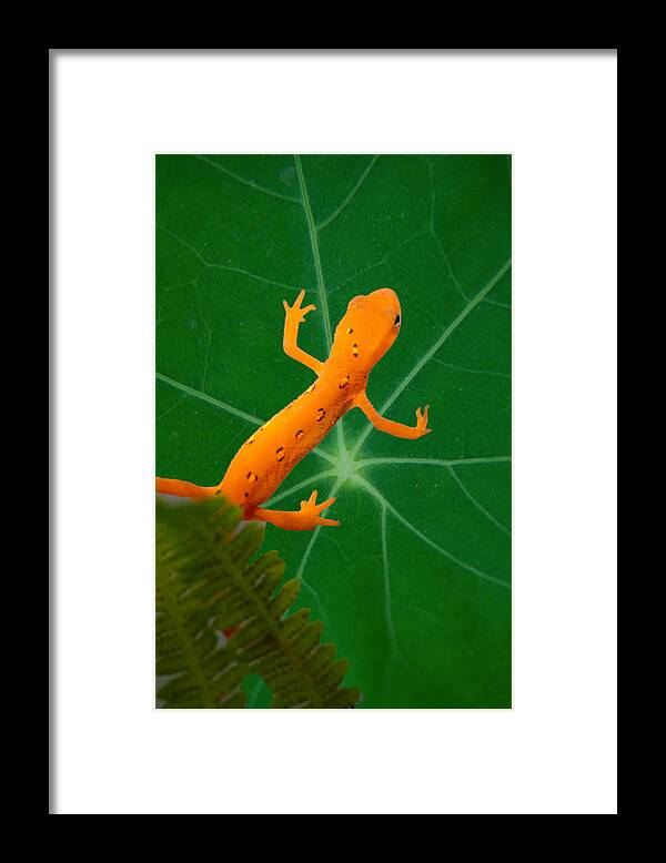 Salamander Framed Print featuring the photograph Eastern Newt on Leaf by Douglas Barnett