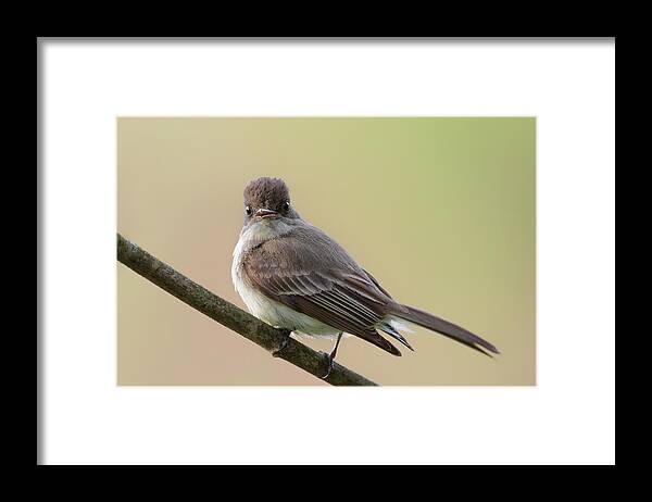Eastern Phoebe Framed Print featuring the photograph Eastern Phoebe by Bill Wakeley