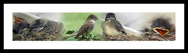 Birds Framed Print featuring the photograph Eastern Phoebe Family by Natalie Rotman Cote