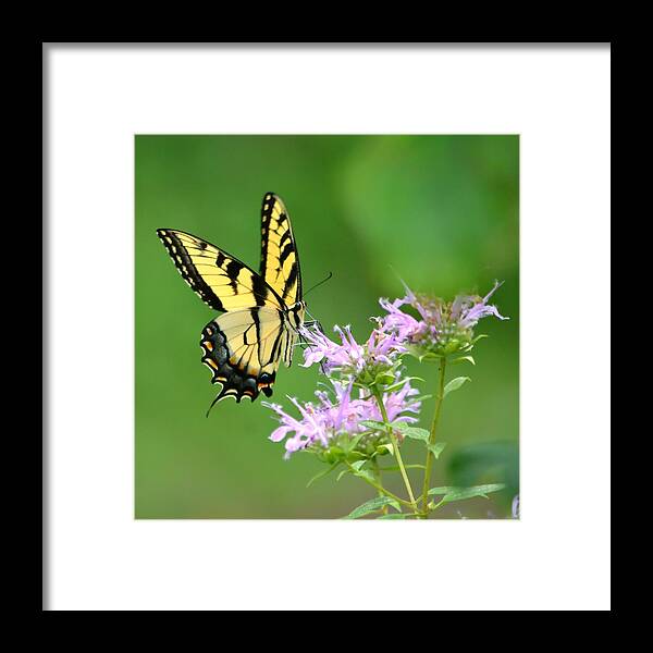 Butterfly Framed Print featuring the photograph Eastern Tiger Swallowtail by Deena Stoddard