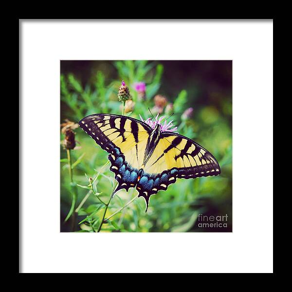 Butterfly Framed Print featuring the photograph Eastern Tiger Swallowtail by Kerri Farley