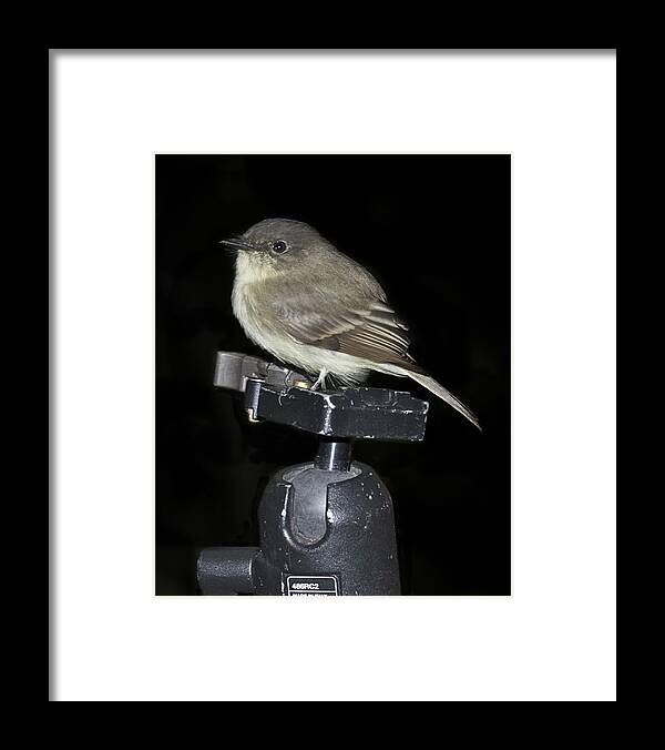 Wildlife Framed Print featuring the photograph Eastern Wood Peewee on Tripod by Michael Peychich