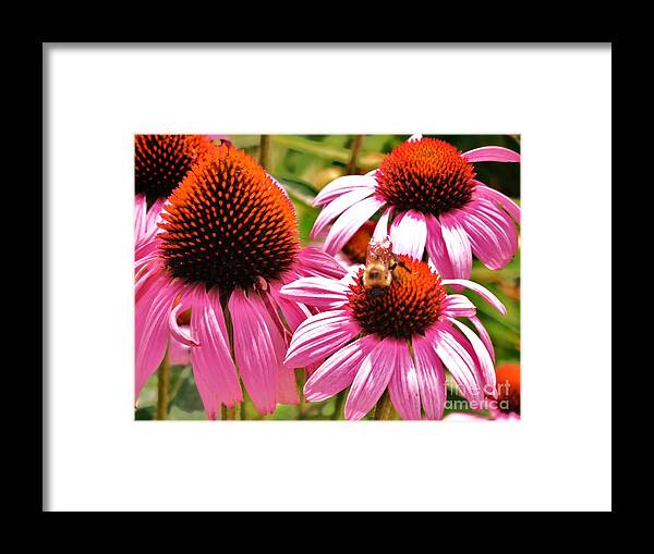 Echinacea Here's To Good Health. Framed Print featuring the photograph Ech 2 by Robin Coaker