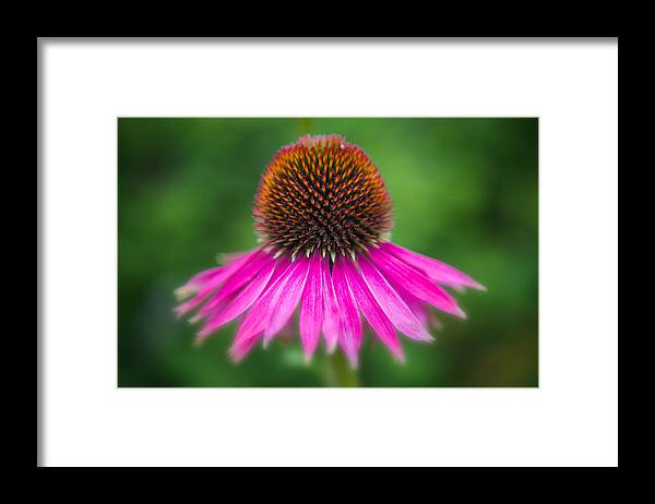 Coneflower Framed Print featuring the photograph Echinacea by Ludwig Riml