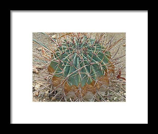 Cactus Framed Print featuring the photograph Echino-cactus like a ball by Eva-Maria Di Bella