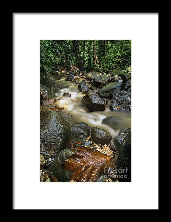 Caribbean Framed Print featuring the photograph Edmond Forest Reserve on Saint Lucia by Dave Welling