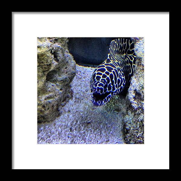 Underwater Framed Print featuring the photograph #eel #saltwater #underwater #water by Amber Campanaro