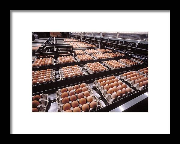 Egg Factory Framed Print featuring the photograph Egg Factory by Jean-Michel Labat
