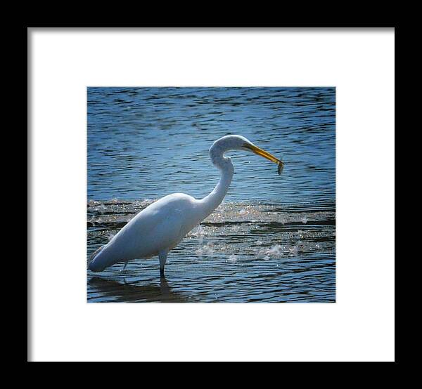 Egret 15-03 Framed Print featuring the photograph Egret 15-03 by Maria Urso