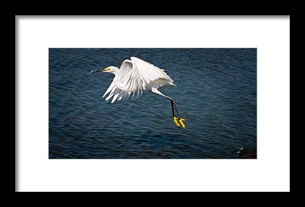 Snowy Egret Framed Print featuring the photograph Egret Aloft by Janis Knight