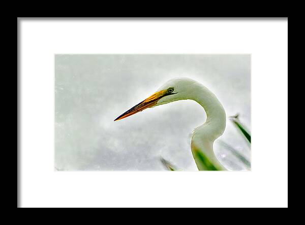 Bird Framed Print featuring the photograph Egret close-up by John Johnson