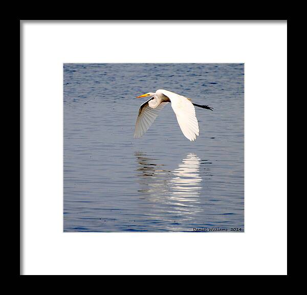 Egret Framed Print featuring the photograph Egret flying at Harkers Island by Dan Williams