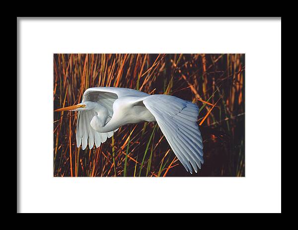 Egret Bird Wildlife Wetlands Flying Flight Wings Feathers White Carlsbad Coast California Orange Framed Print featuring the photograph Egret in Flight by Richard P. Hoppe by California Coastal Commission