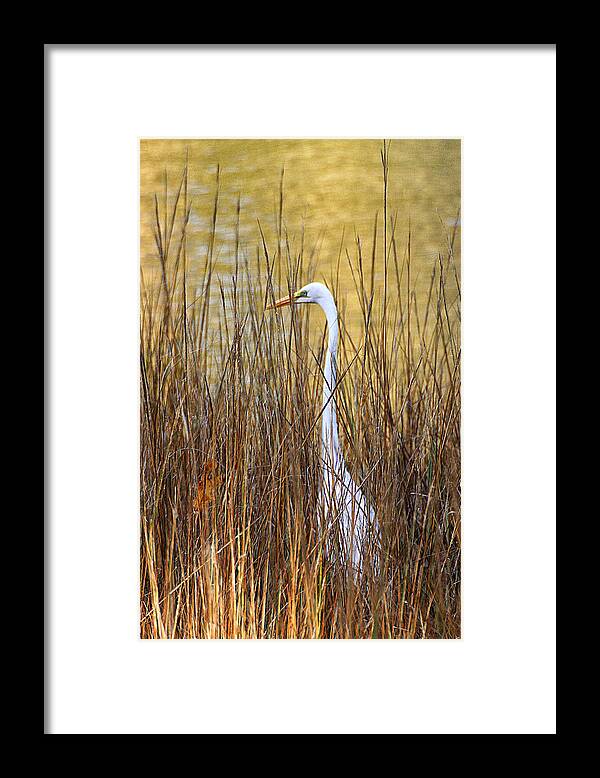 Wildlife Framed Print featuring the photograph Egret in the Grass by William Selander