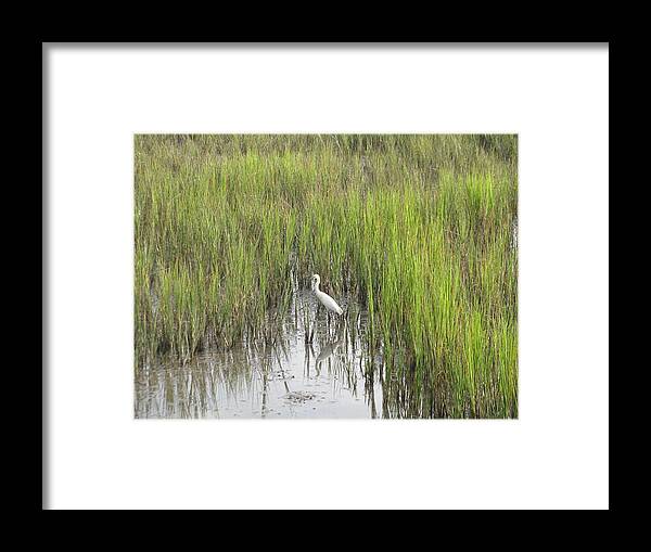Marsh Framed Print featuring the photograph Egret in the Marsh by Ellen Meakin